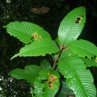 Stemonoporus bullatus Kosterm.